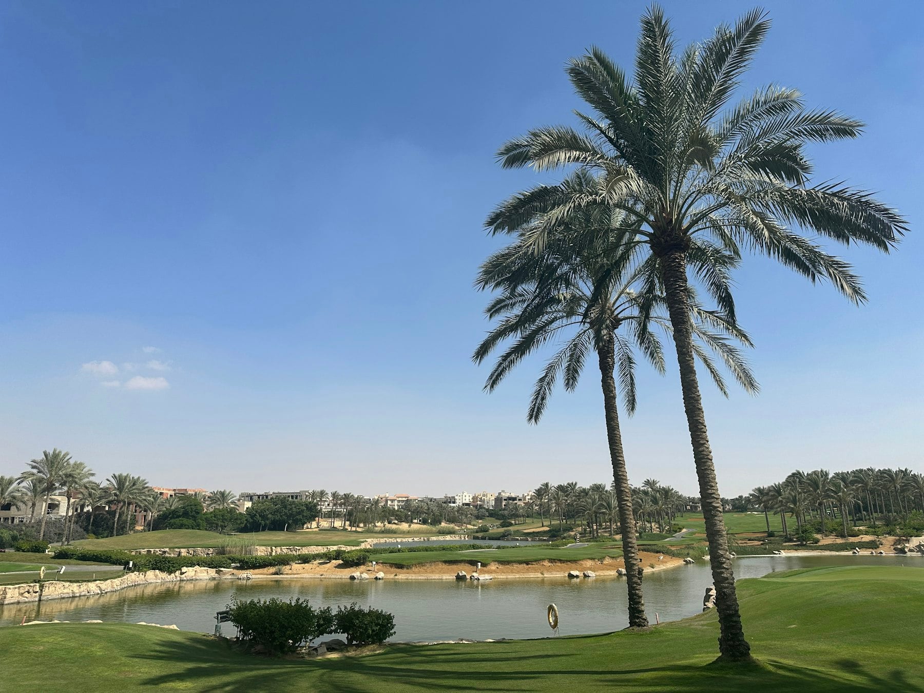 A golf course lined with palm trees